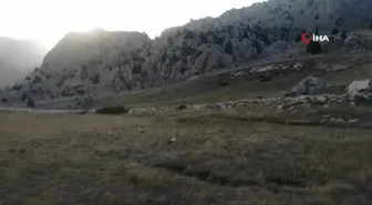 Kahramanmaraş'ta Leyleklerin Göç Yolculuğu Başladı