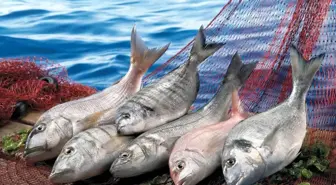 Muğla'nın İhracatı Eylülde Artış Gösterdi