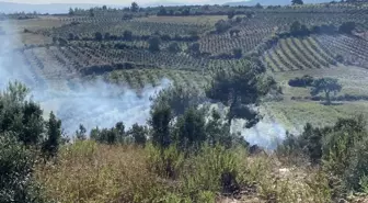 Osmaniye'de Yangın Zeytin Ağaçlarını Tehdit Etti