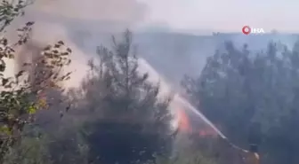 Osmaniye'de Yangın Zeytin Ağaçlarına Sıçradı