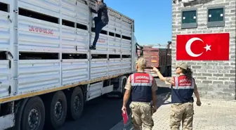 Diyarbakır'da Yol Kontrolünde Ruam Belgesi Olmayan 384 Hayvan Ele Geçirildi