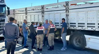 Diyarbakır'da Kaçak Hayvan Nakli Engellendi