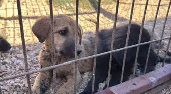 Elazığ'da Dünya Hayvanları Koruma Günü Etkinliği