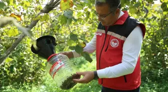 Ordu'da Kahverengi Kokarca Zararlısıyla Mücadele İçin 2 Bin 200 Feromon Tuzak Asıldı