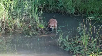 Antalya'da Balçığa Saplanan Köpek Kurtarıldı