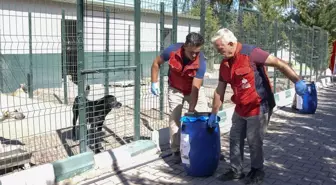 Hayvanları Koruma Günü'nde Mama Desteği