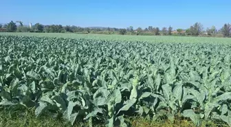 Bafra Ovası'nda Kışlık Sebze Ekimi Tamamlandı, Yaralar Sarılıyor