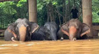 Chiang Mai'deki Sel Felaketi: 100 Fil Kurtarıldı, 2 Fil Telef Oldu