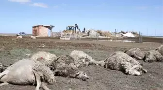 Aksaray'da Kurt Saldırısı: 100 Koyun Telef Oldu