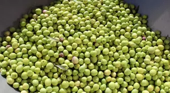 BST Mühendislik, Yeni Soğuk Sıkım Zeytinyağı Makinesini Tanıttı