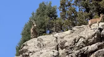 Bingöl Yedisu'da Dağ Keçileri Görüntülendi