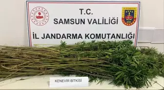 Samsun'da Kenevir Ekimi Yapan 3 Kişi Gözaltına Alındı