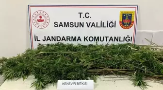 Samsun'da 304 Kök Kenevir Ele Geçirildi