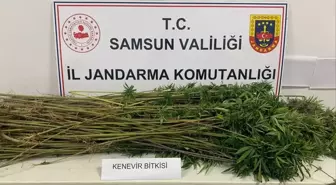 Samsun'da Kenevir Operasyonu: 285 Kök Ele Geçirildi