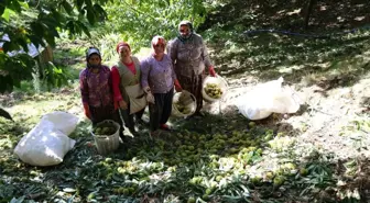 Aydın'da Kestane Hasadı Başladı: Rekolte Yüksek, Fiyatlar Düşük