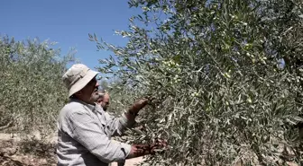 Filistinli çiftçiler, topraklarını gasbeden İsraillilerin saldırıları nedeniyle zeytin hasadını yapamıyor