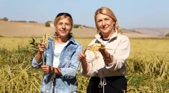 Edirne'de Kardeşler Çeltik Üretiminde Örnek Oluyor