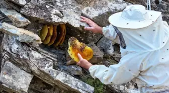 Van'ın Dağlarında Eşsiz Kaya ve Ağaç Balı Avı