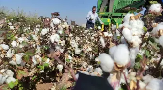 Araban Ovası'nda Pamuk Hasadı Başladı