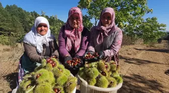 Demirci'de Kestane Hasadı Başladı