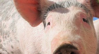 Domuz eti haram mı, sağlığa zararlı mı? (Hangi ayette geçiyor?)