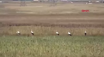 Yüksekova'da Leylekler Kışın da Yuva Yaptı