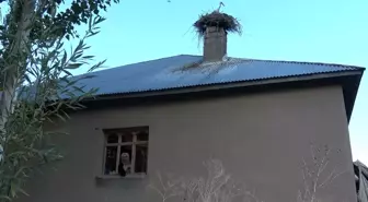 Yüksekova'da Leyleklerin Kış Misafirliği