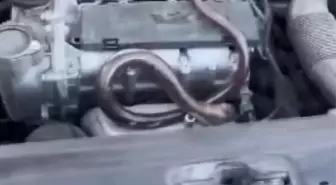 Beykoz'da Sürücünün Aracında Yılan Bulundu