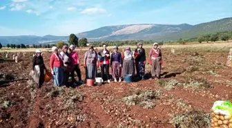 Domaniç'te Patates Hasat Kontrolleri Yapıldı