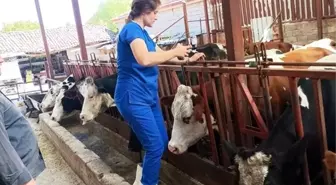 Afyonkarahisar'da Şap Hastalığına Karşı Aşılama Kampanyası Devam Ediyor