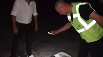 Hatay'da Mandalina Bahçesinde 11 Köpek Ölü Bulundu