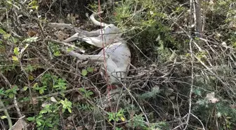 Kastamonu'da Komşu Kavgası: 3 Köpek Bıçaklandı