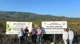 Çerkeşli Köyünde İlk Ceviz Hasadı Yapıldı