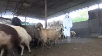 Mavi dil hastalığı nedir, insana bulaşır mı? Mavi dil hastalığı nasıl geçer?