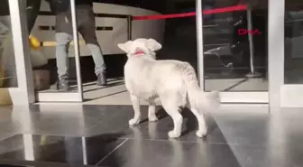 Boncuk'un Sadakati Belgesel Oluyor