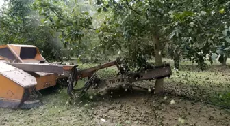 Ceviz hasadından 60 bin ton rekolte bekleniyor