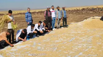 Karacadağ Pirincinin Hasadı Başladı