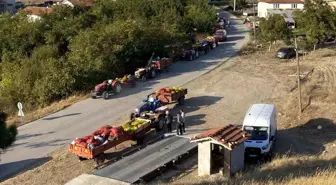 Bilecik'te Ceviz Hasadı Yoğun İlgi Görüyor