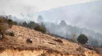 Afyonkarahisar'da Orman Yangını Çıktı