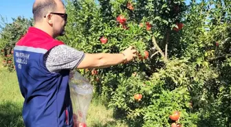 Aydın'da Nar Ürünleri İçin Numune Alım Çalışmaları Başladı