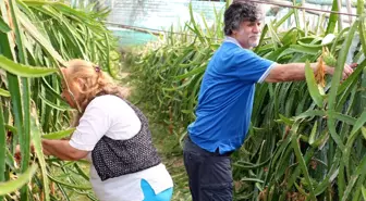 Balkonda üretmeye başladıkları ürünü şimdi yurt dışına bile satıyorlar