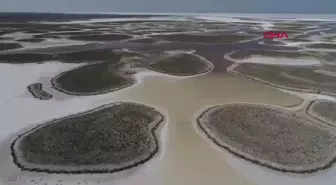 Tuz Gölü'ndeki Endemik Bitkiler Kuraklıkla Mücadelede Kullanılacak