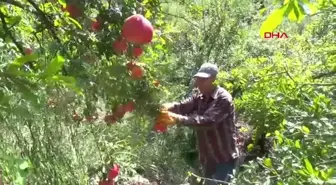 Kumluca'da Nar Hasadı: Beklenen Rekolte 250 Bin Ton