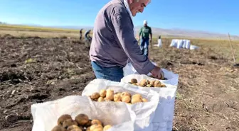 Arpaçay'da Kışlık Patates Hasadı Başladı