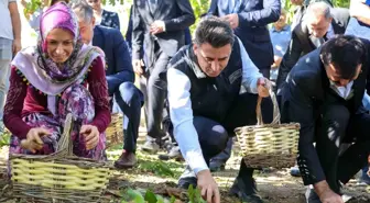 Bilecik'te Ceviz Hasadı Dönemi Başladı