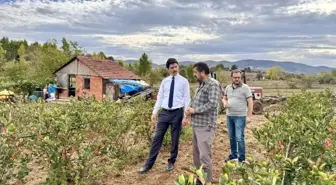 Kaymakam Kahraman'dan Ahududu ve Aronya Tarlalarına İnceleme