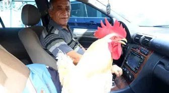 Antakya Otogarı'nın Maskotu: Fevzi Mersin'in Horozu