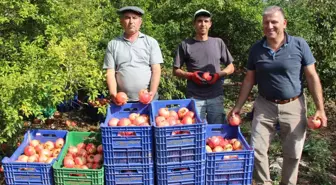 Kumluca'da Nar Hasadı 250 Bin Ton Beklentisiyle Başladı