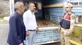 Çalınan Büyükbaş Hayvan Kars'ta Bulundu ve Sahibine Teslim Edildi