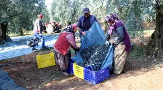 Marmarabirlik, 1 Kilogram Zeytinin Üretim Maliyetini Açıkladı